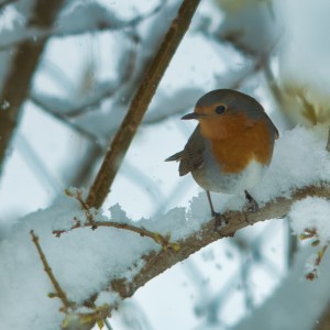 Little Robin in the Snow