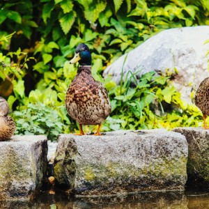 Enten Aufstand