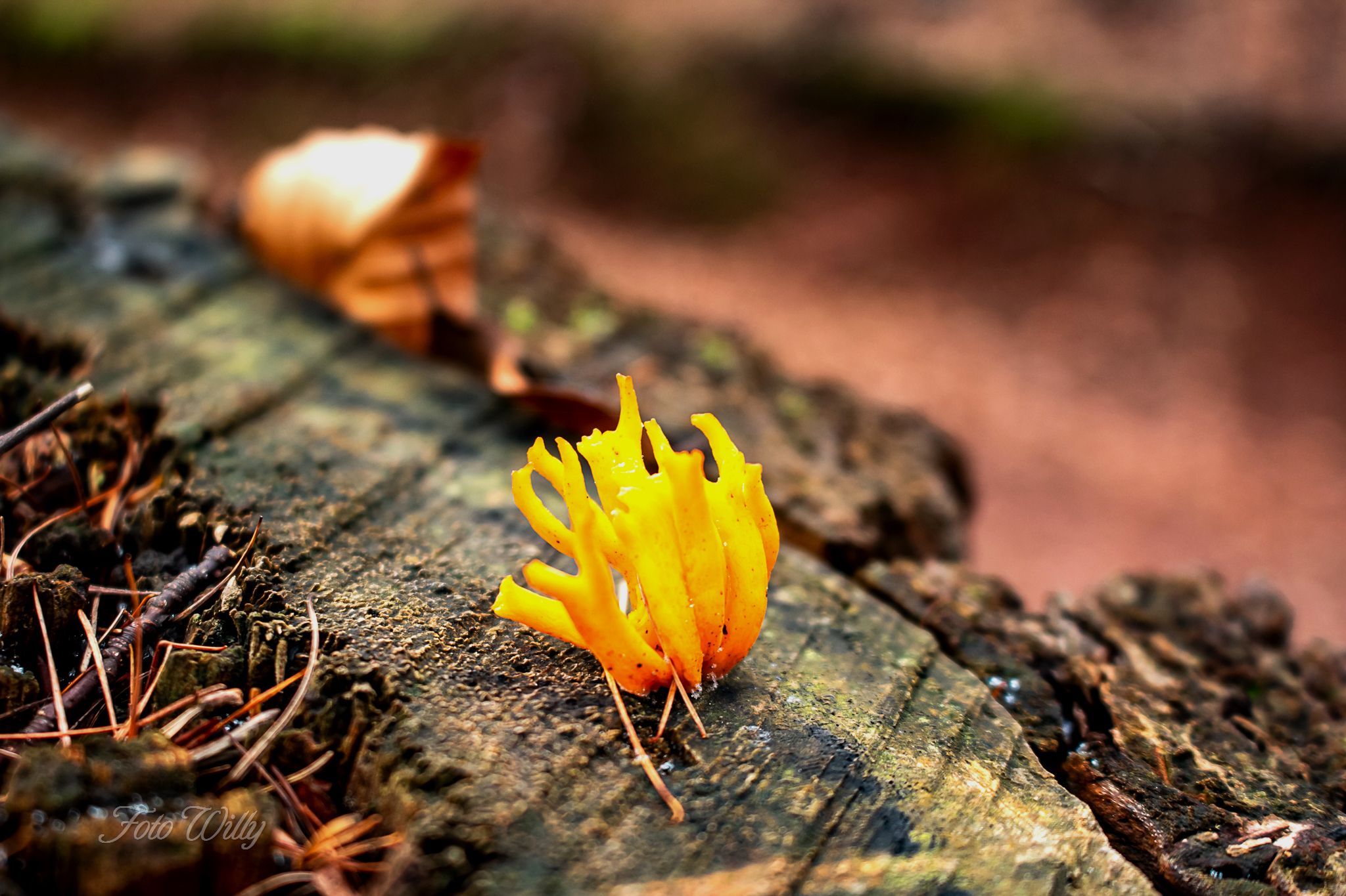 Pilz