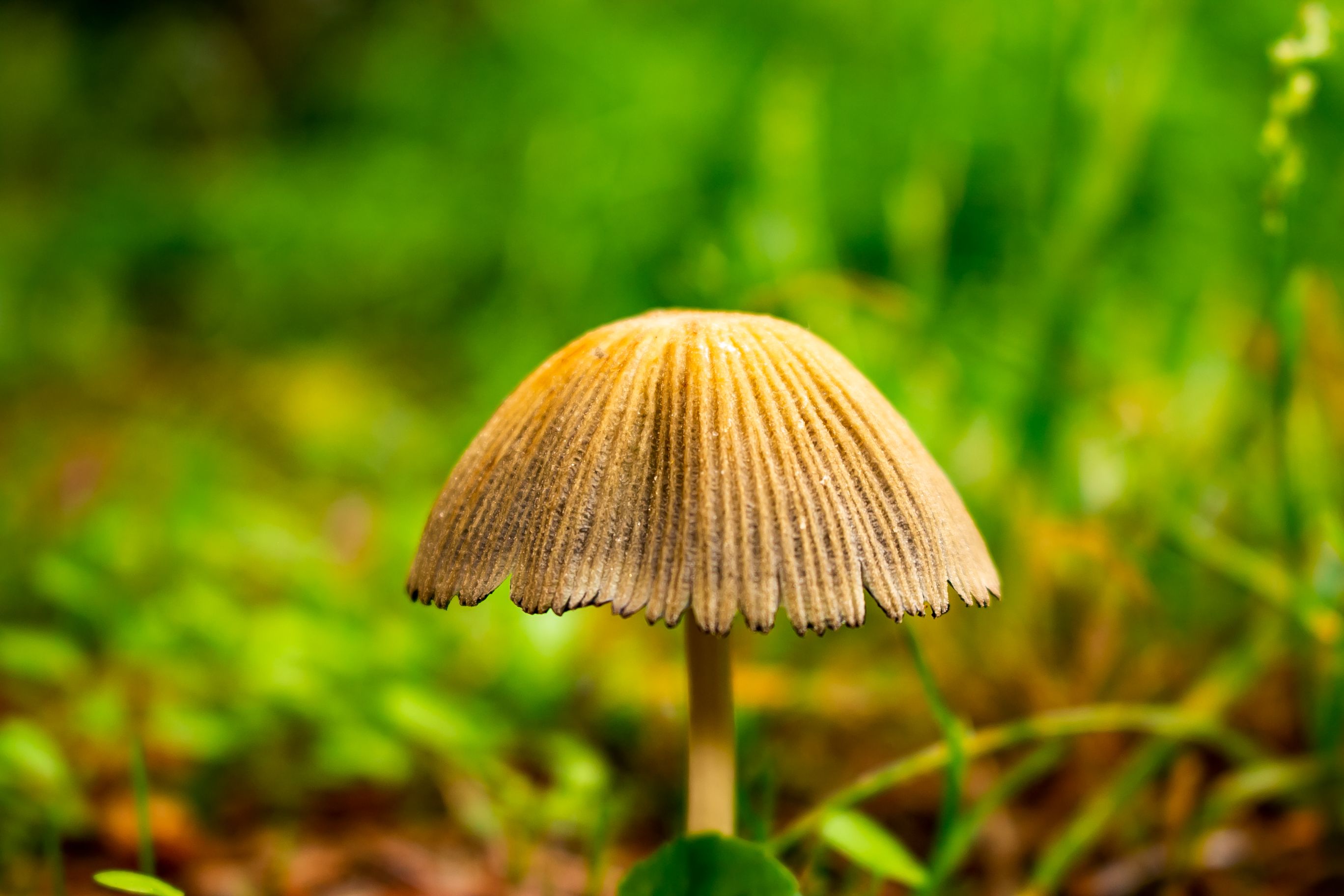 Pilz