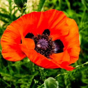 Mohn