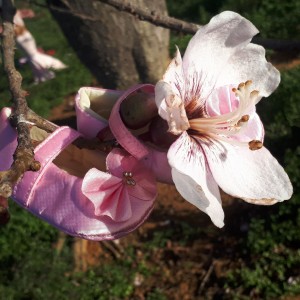 1° sapatinho da Minha princesa