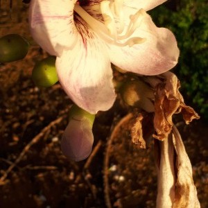 inbound4153959110769020737