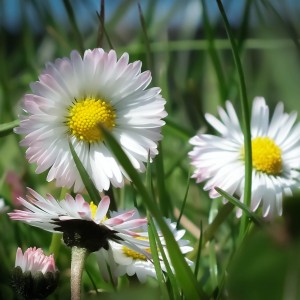 DSCF0042