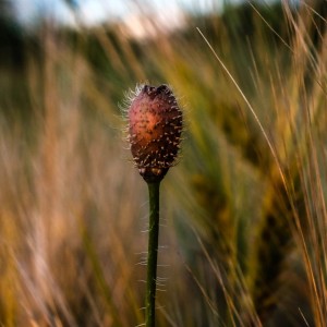 DSCF0247