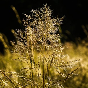 DSCF0016