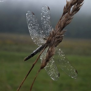 DSCF0101