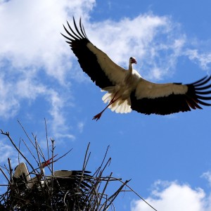 IMG_8306WS_1