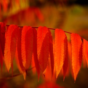 _DSC3867WS