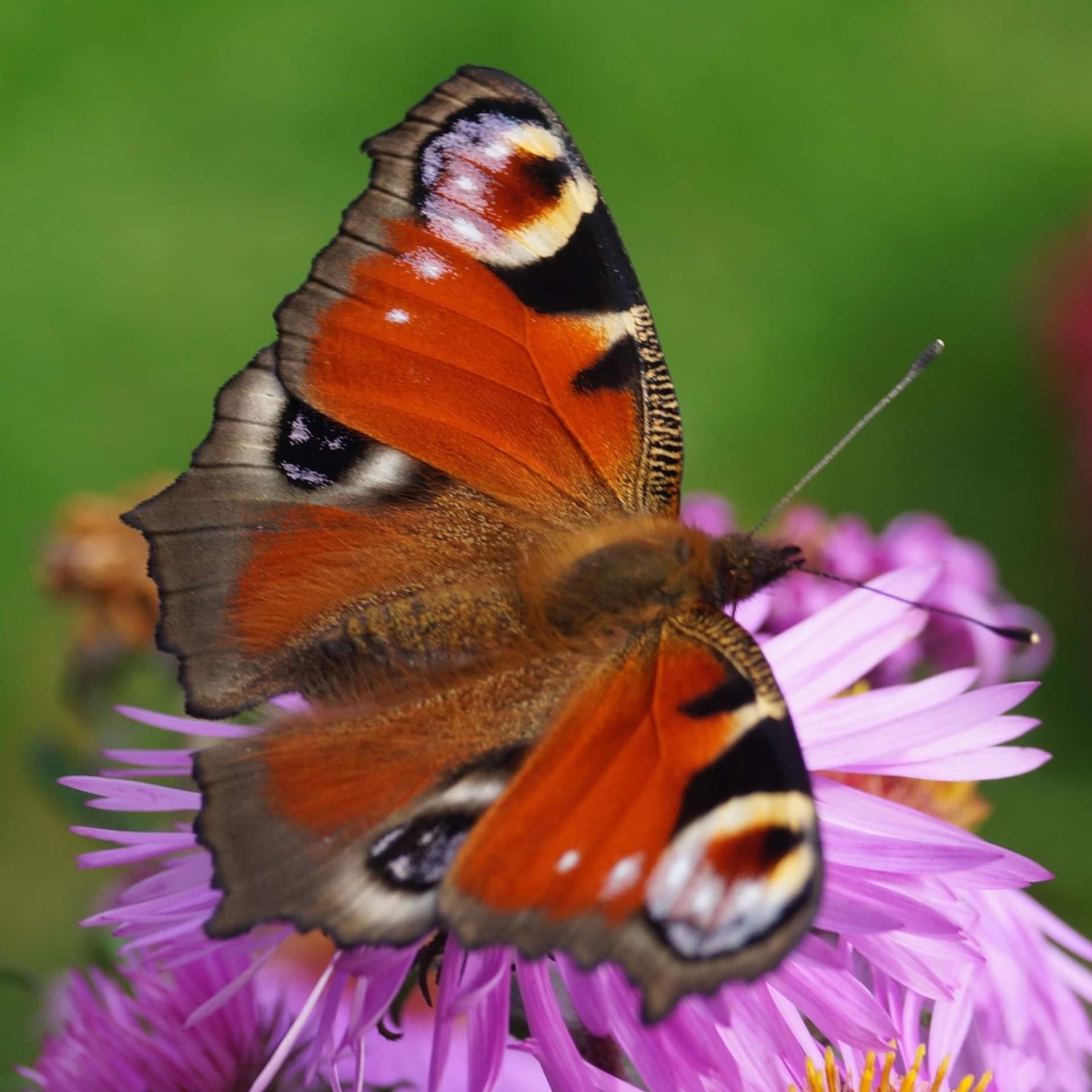 inbound2221164969687011794