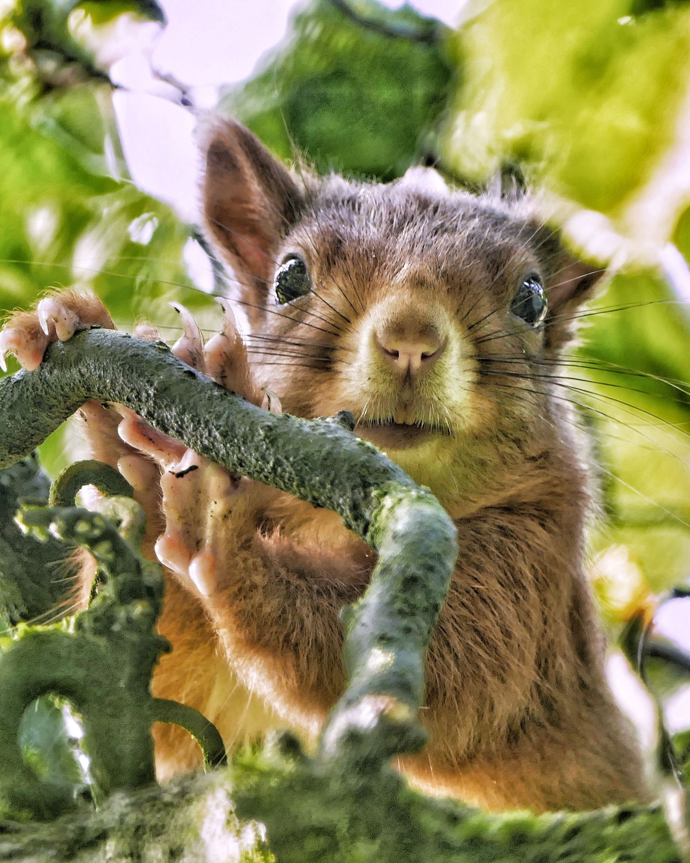 Cute squirrel