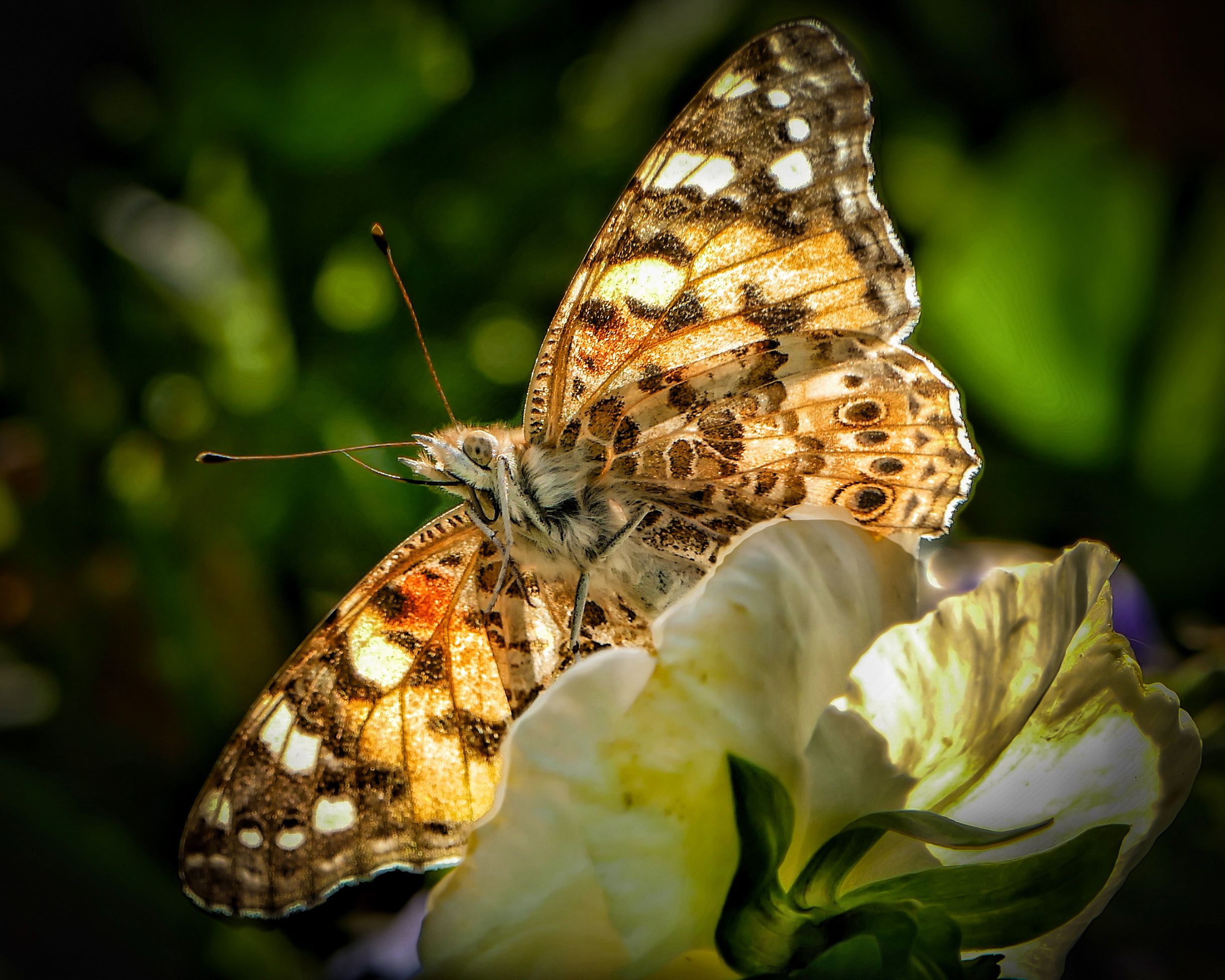 Butterfly stories