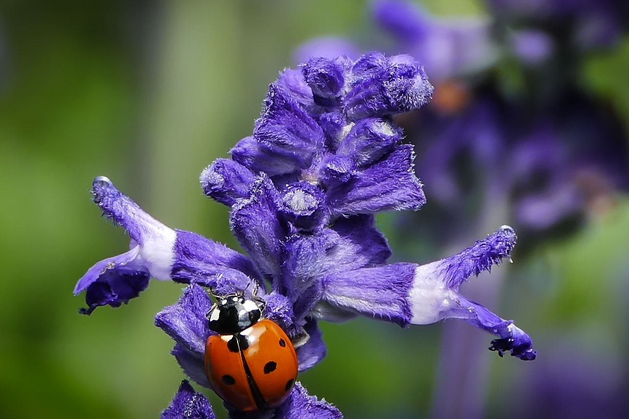 Ladybug gets a hug