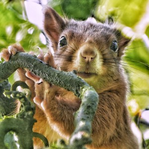 Cute squirrel