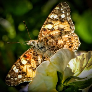 Butterfly stories