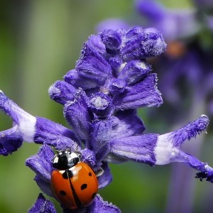 Ladybug gets a hug