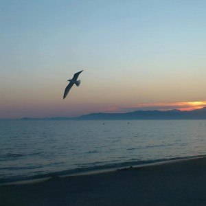 Seagull and sunset