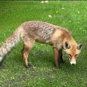 Fox