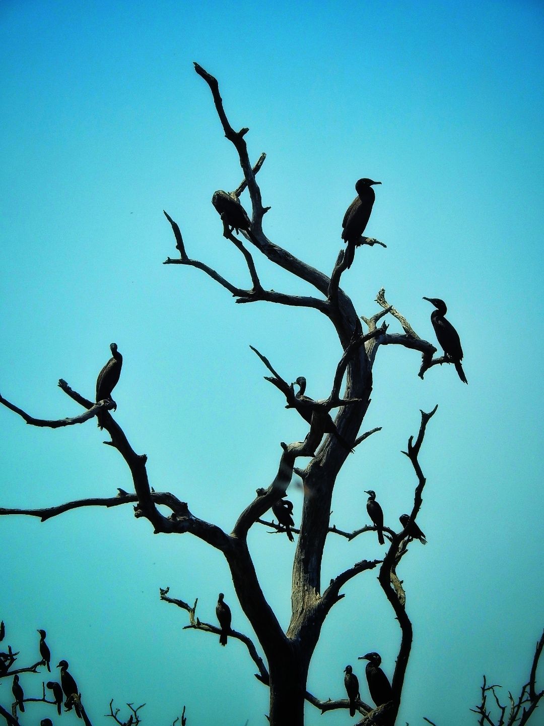 inbound3577848681300025445