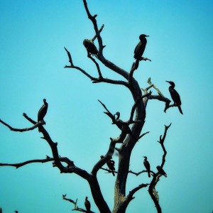 inbound3577848681300025445