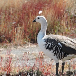 Aves Calafate Santa Cruz Argentina