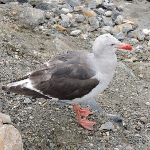 Port Birds