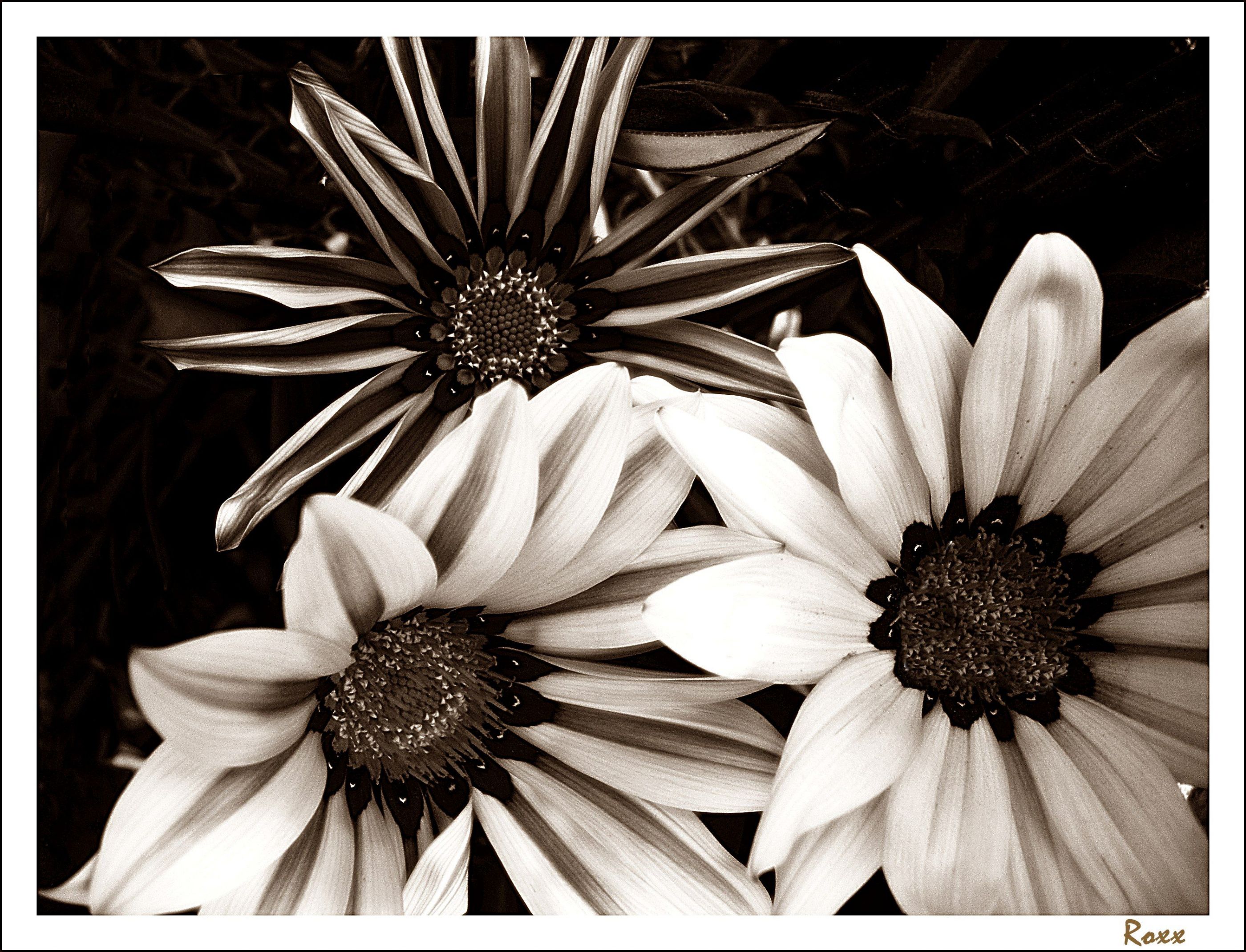 flores en sepia