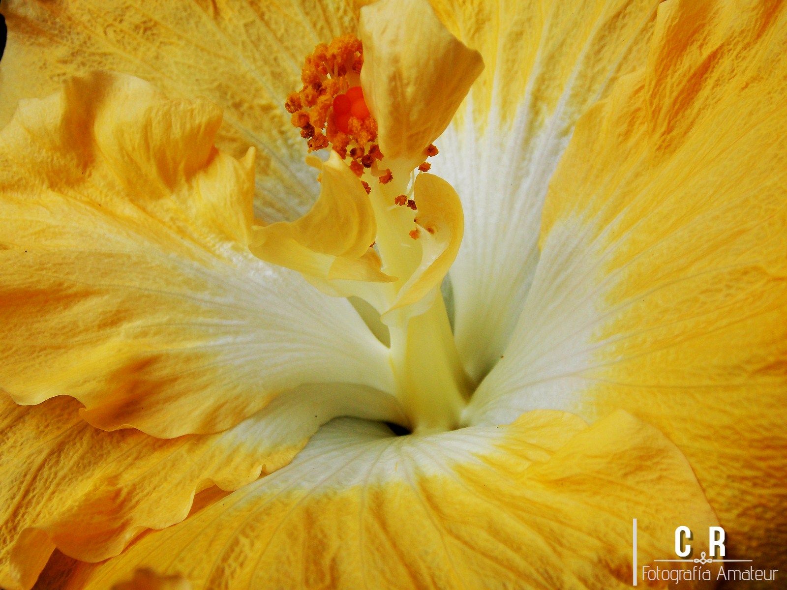 pistilos en amarillo