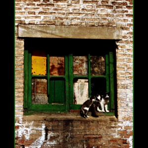 gatos en la ventana