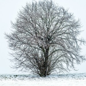 Snowcapped Romance