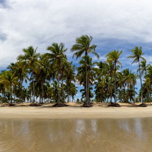 Trees by the sea