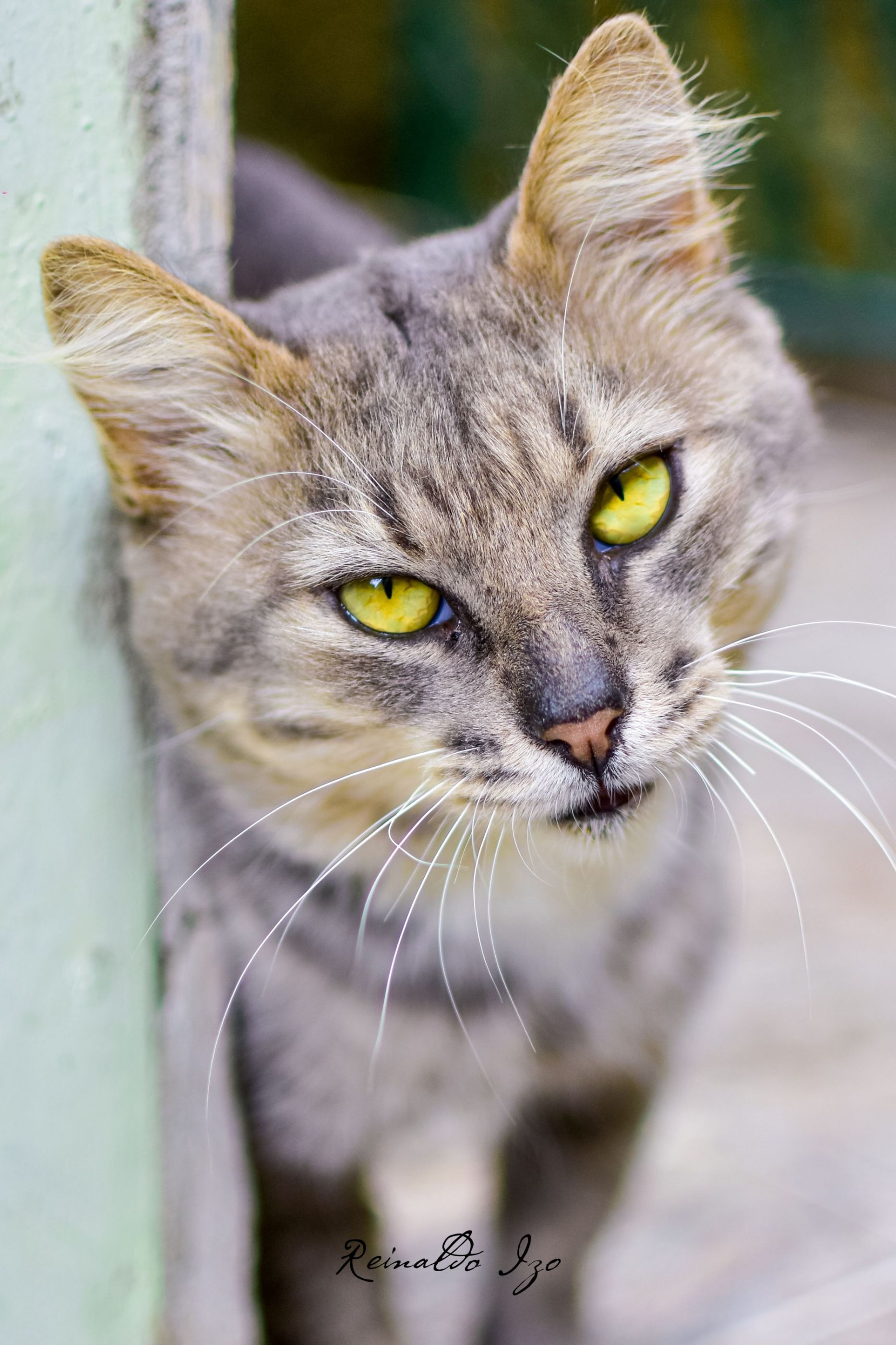 Gato Gandalf