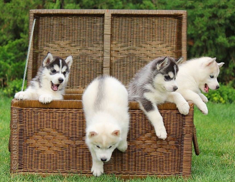 Chamonix Deus huskies