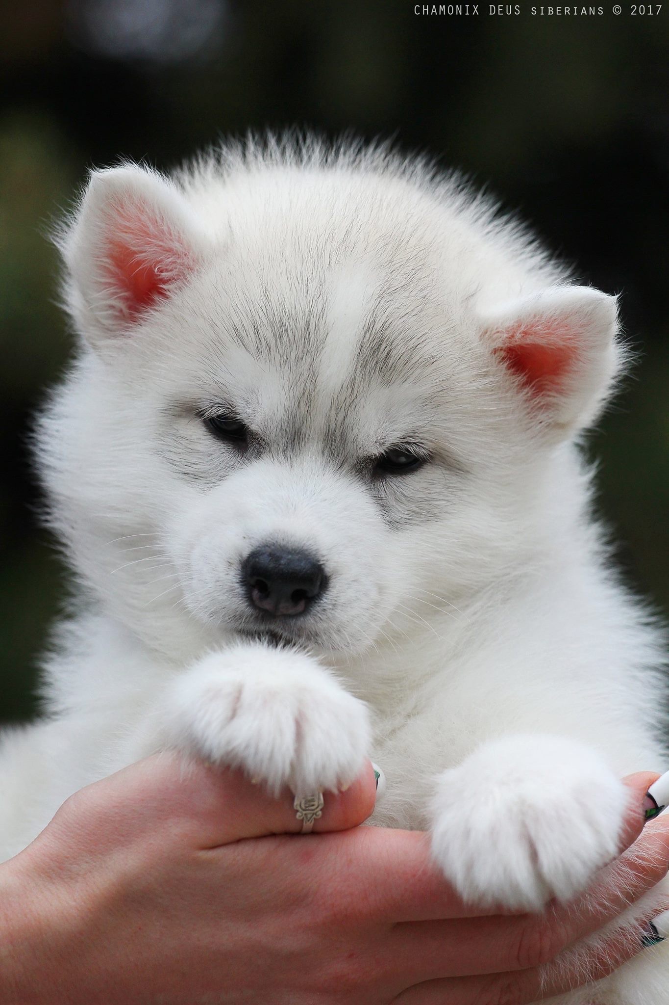 Husky from ChamonixDeus