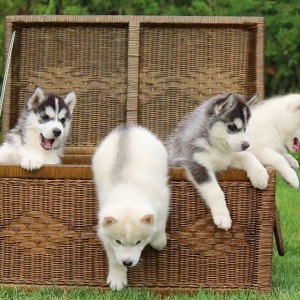 Chamonix Deus huskies