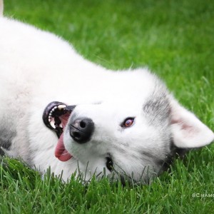 Husky from ChamonixDeus