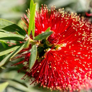 Callistemon