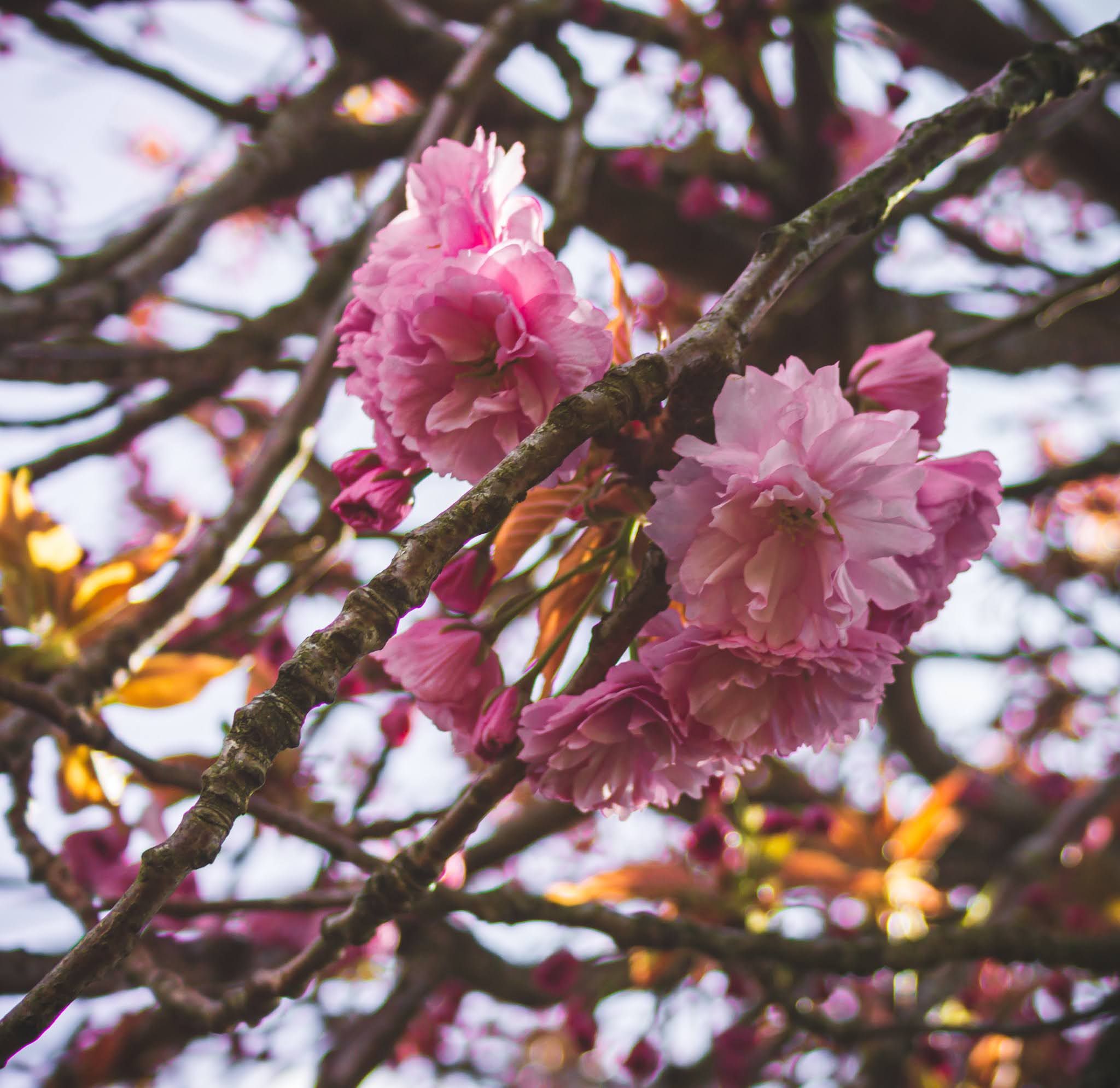 inbound6304111030355482132