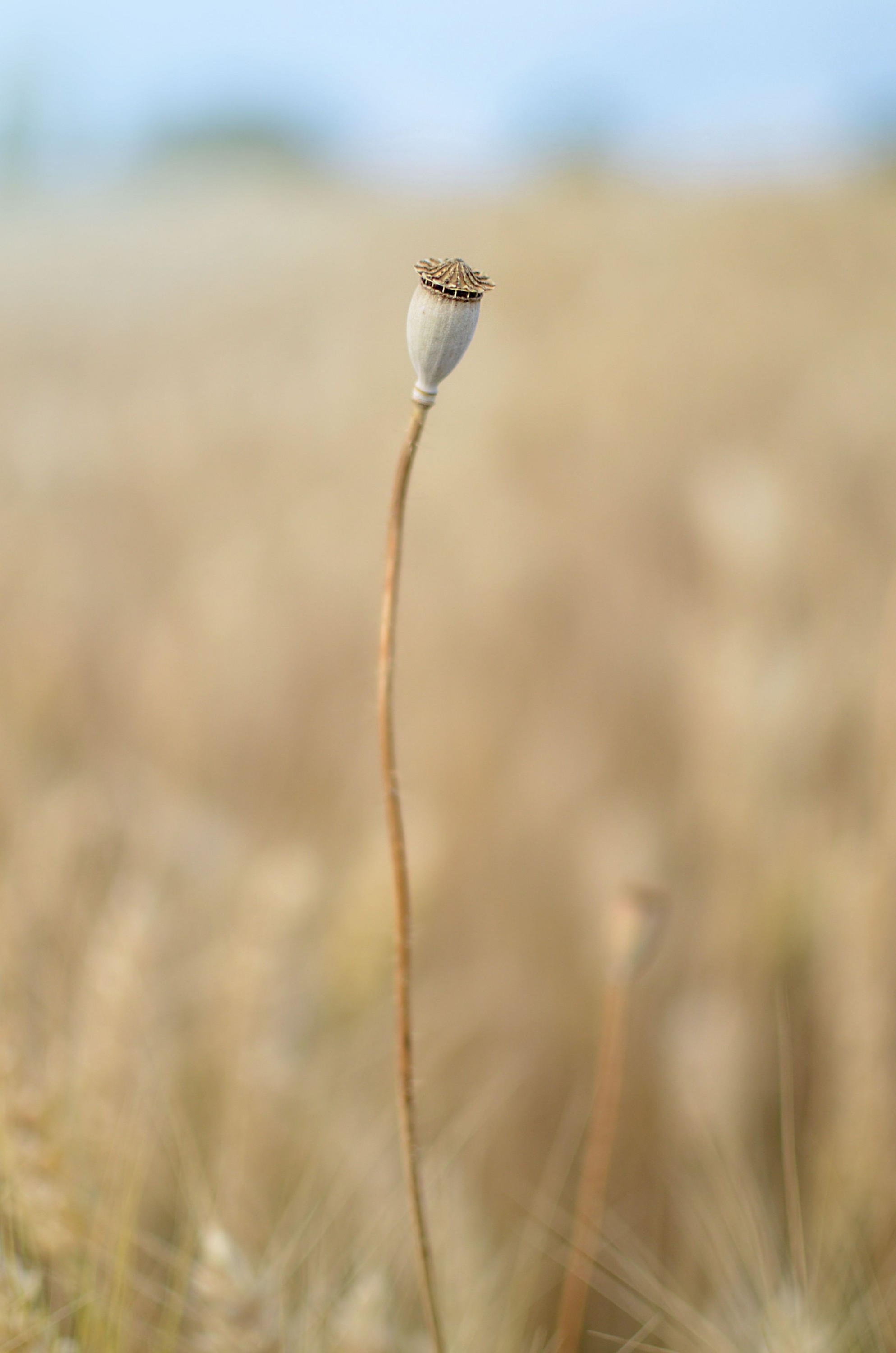 DSC_0147a