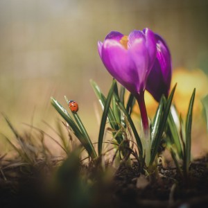 Crocus