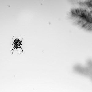 Spider