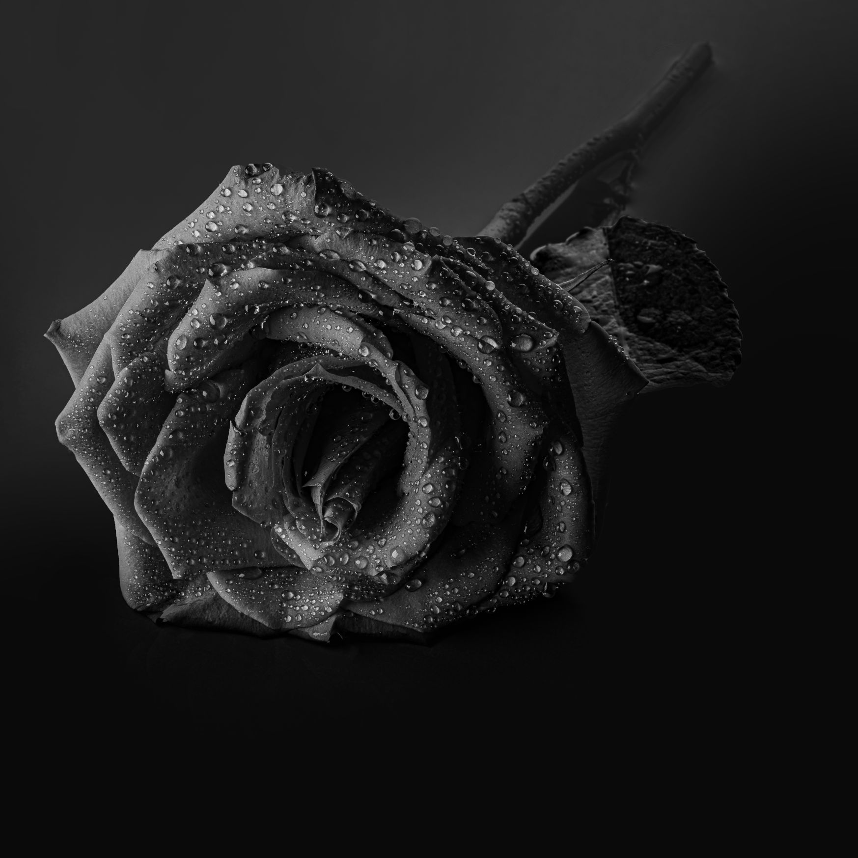 Black rose