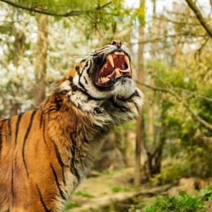 Tygr, ZOO BRNO.