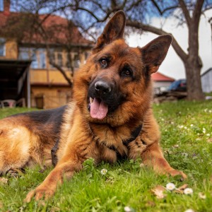 German Shepherd