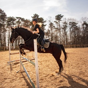 Horse jump