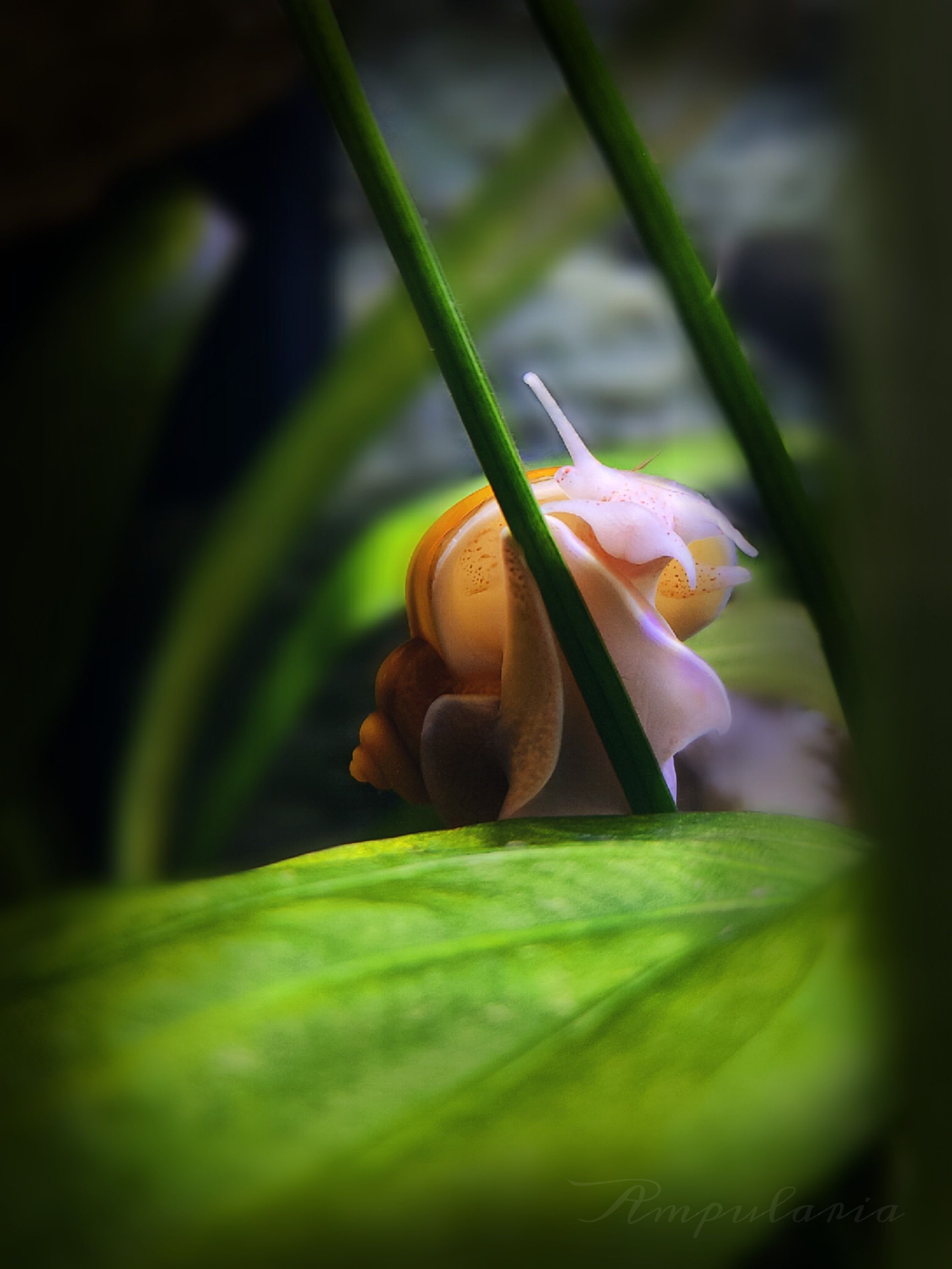 inbound6828404693843133094