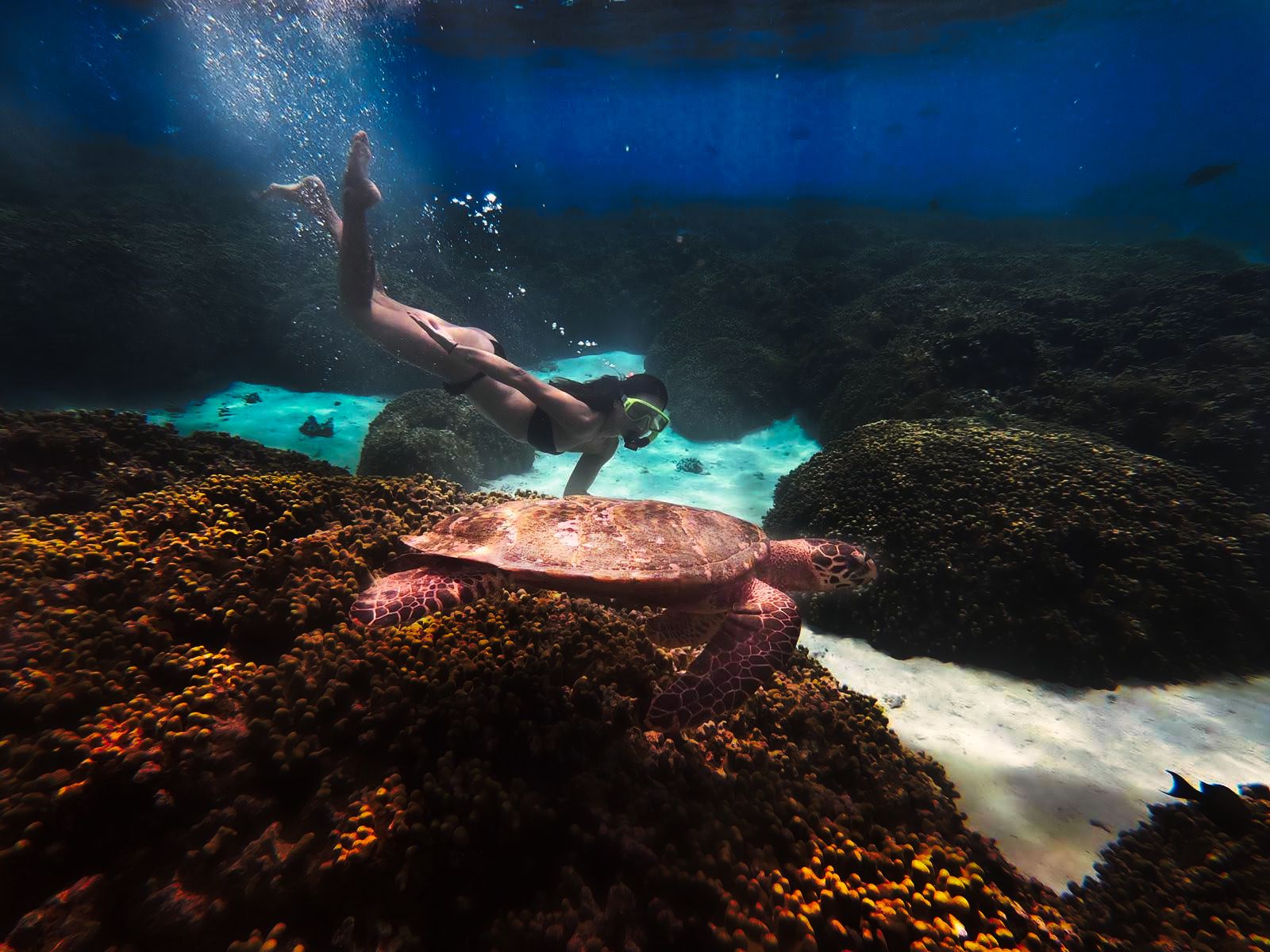 Maldives diving