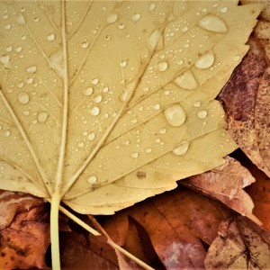 Autumn Leaf