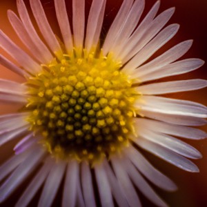 IMG_0752