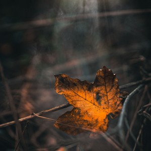 IMG_7154-Edit